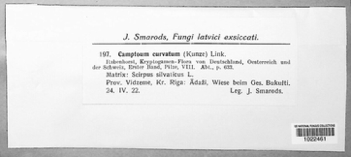 Physalospora scirpi image